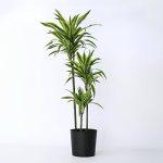Dracaena Lemon Lime Dar