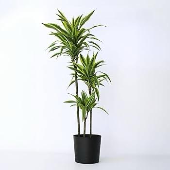 Dracaena Lemon Lime Dar