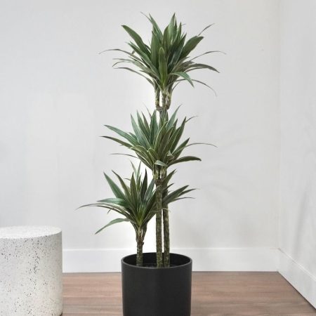 Dracaena fr de Warneckei