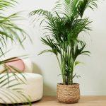 Areca Palm (Dypsis Lutescens