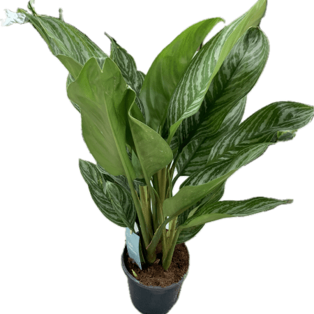 Aglaonema Stripes