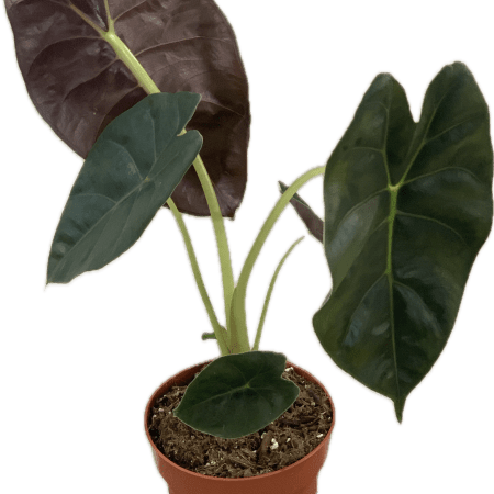 Alocasia…Golden Bone