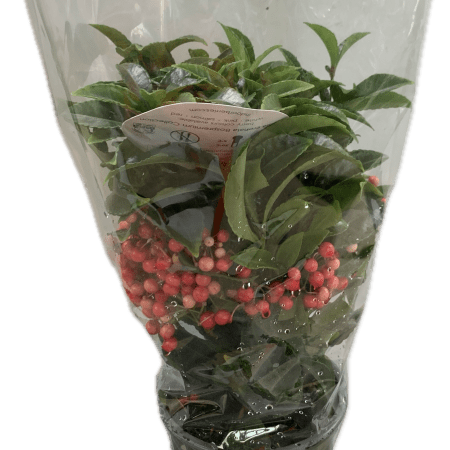 Ardisia Crenata Bos Premium
