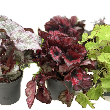 Begonia BD Beleaf mix