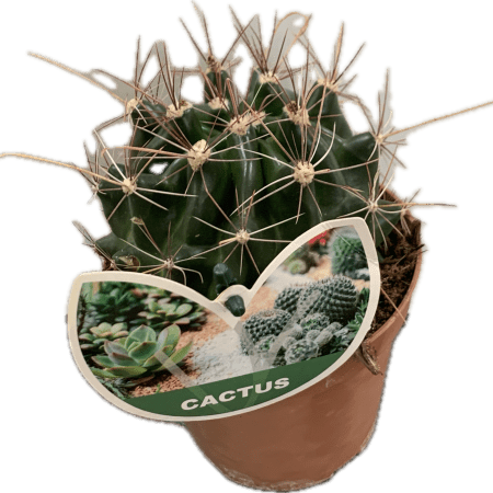 Cactus Mix