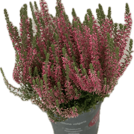 Calluna Vulg.