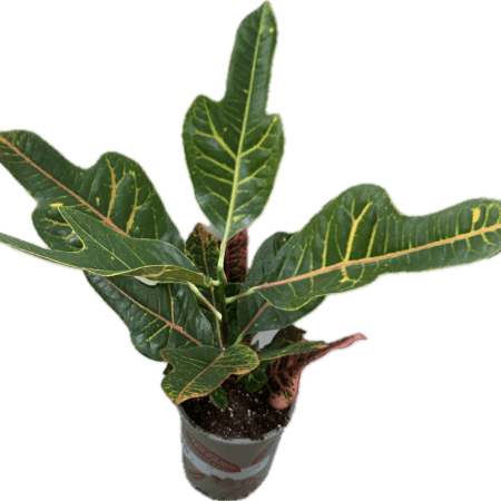 Codiaeum Var. GR Excellent