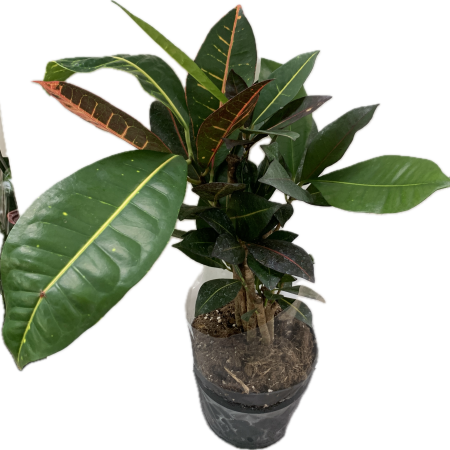 Codiaeum var. GR Petra Branch