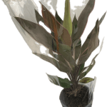 Cordyline fruti. Rumba