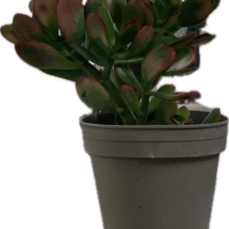 Crassula Mix